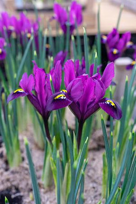 Purple Hill Rockgarden Iris - 12 Bulbs - 7/+ cm Bulbs - Very Hardy!