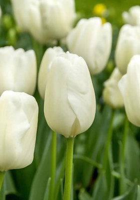 White Clouds Hakuun Darwin Tulip - 5 Bulbs - Strong Grower - 12/+ cm Bulbs