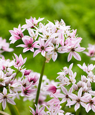 Cameleon Flowering Onion Allium 20 Bulbs - 4/+ cm - New
