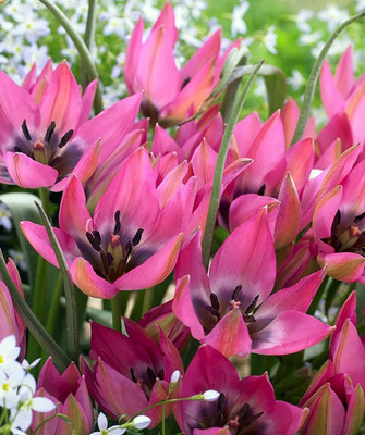 Norah Specie Tulip 10 Bulbs - Heirloom Perennial - 6/+cm Bulbs