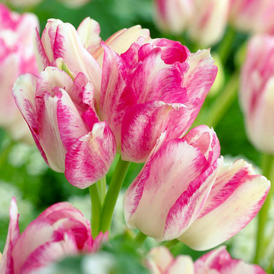 Dream Club Bouquet Tulips 6 Bulbs - 12/+ cm Bulbs - NEW