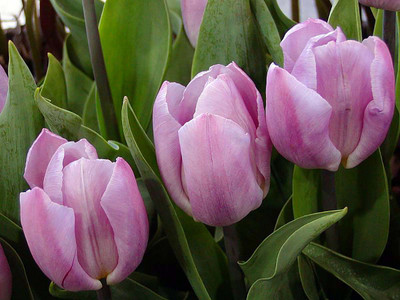 Candy Prince Single Early Tulip 8 Bulbs - 12/+ cm Bulbs