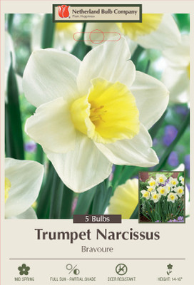 Bravoure Trumpet Daffodil 7 Bulbs - 14/16 cm Bulbs
