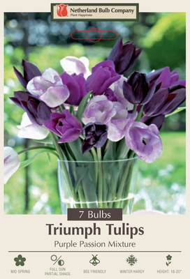 Purple Passion Tulip Mixture - 7 Bulbs - Purple & White - 12/+ cm Bulbs