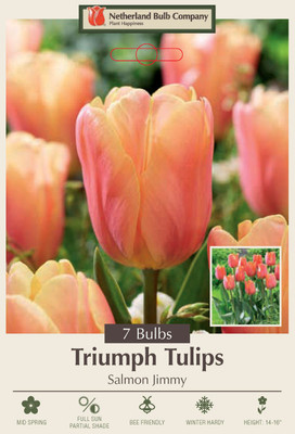 Salmon Jimmy Triumph Tulip 7 Bulbs - 12/+ cm Bulbs