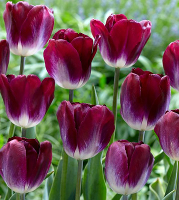 Kansas Proud Triumph Tulip 7 Bulbs - 12/+ cm Bulbs