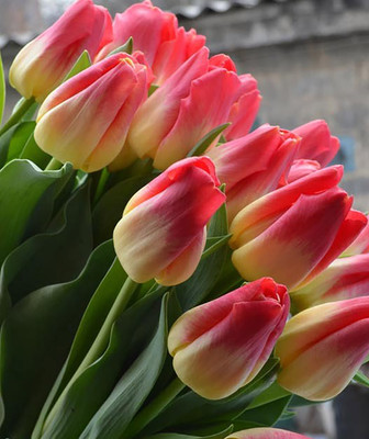 Match Triumph Tulip 7 Bulbs - Exclusive! - 12/+ cm Bulbs