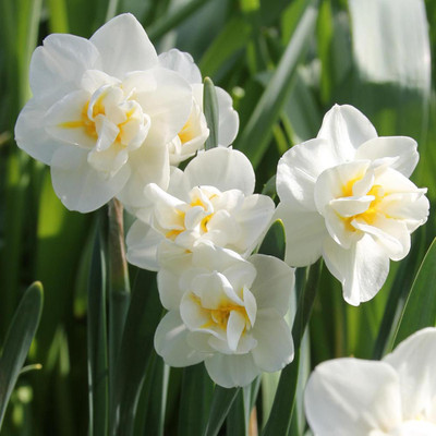 Cheerfulness Double Flowering Narcissus - 8 Bulbs - 14/16 cm Bulbs