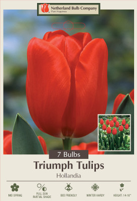 Hollandia Triumph Tulip 7 Bulbs - 12/+ cm Bulbs - Best Red