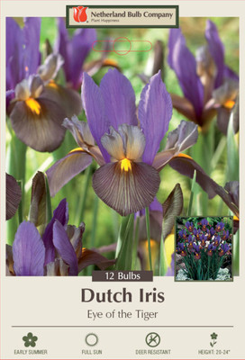 Eye of the Tiger Dutch Iris 12 Bulbs - Multiply Rapidly - 8/9 cm Bulbs Eye of the Tiger Dutch Iris 12 Bulbs - Multiply Rapidly - 8/9 cm Bulbs
