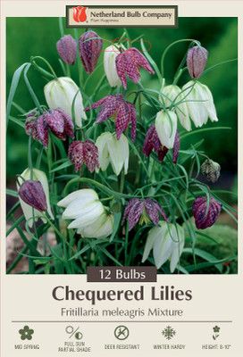 Checkered Lily Mix 12 Bulbs - Fritillaria meleagris - Heirloom! - 6/+ cm Bulbs
