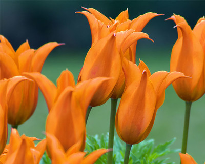 Ballerina Lily-Flowered Tulip - 7 Bulbs - 12/+ cm Bulbs