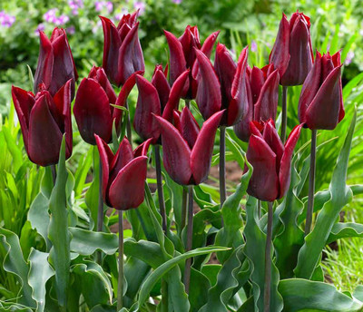 Lasting Love Lily Flowering Tulip 5 Bulbs - Deep Red - 12/+ cm Bulbs