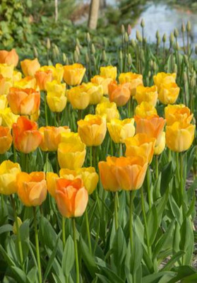 Daydream Darwin Tulip 5 Bulbs 12/+ cm Bulbs - Fragrant