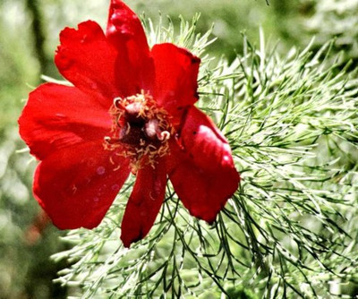 Fern Leaf Peony 5 Seeds - Paeonia tenufolia Fern Leaf Peony 5 Seeds - Paeonia tenufolia