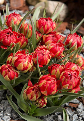 Samantha Species Tulip - 10 Bulbs - Multi-Flowering - 6/+cm Bulbs