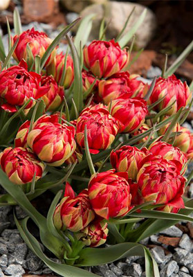 Samantha Species Tulip - 10 Bulbs - Multi-Flowering - 6/+cm Bulbs