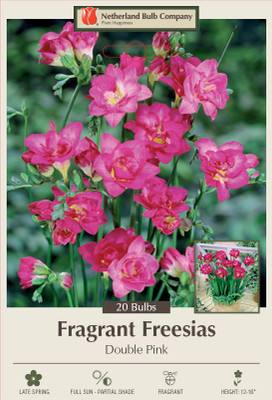 Double Pink Freesia - 20 Bulbs - 6/+ cm Bulbs