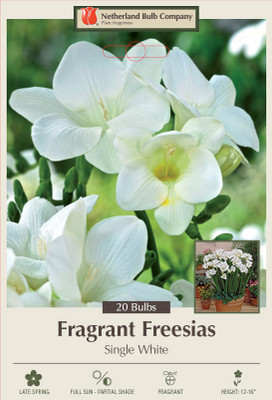 White Single Freesia - 20 Bulbs - Fragrant Blooms! - 6/+ cm Bulbs