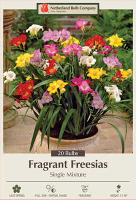 Mixed Single Freesia 20 Bulbs - Indoors/Out - Fragrant - 6/+ cm Bulbs