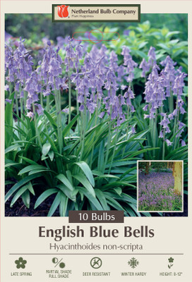 English Blue Bells 10 Bulbs - Hyacinthoides - Heirloom - 6/+ cm Bulbs