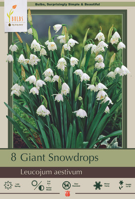 Giant Snowdrops - 8 Bulbs - Leucojum aestivum - 10/12 cm Bulbs