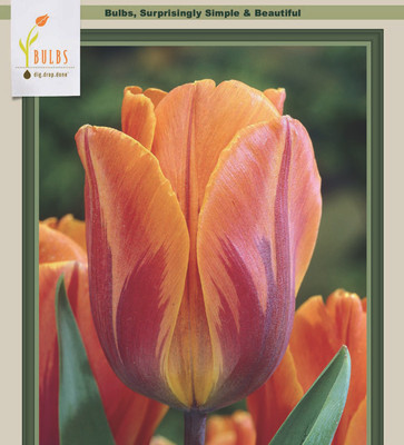 Princess Irene Triumph Tulip 7 Bulbs - 12/+ cm Bulbs