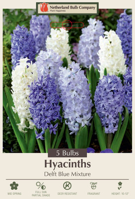 Delft Blue Mix Hyacinth 5 Bulbs -Soft Blue/White- Fragrant - 15/16 cm Bulbs