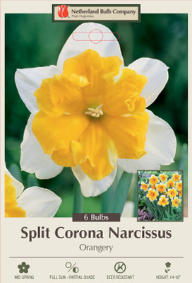 Orangery Butterfly Daffodil 7 Bulbs - 14/16 cm Bulbs