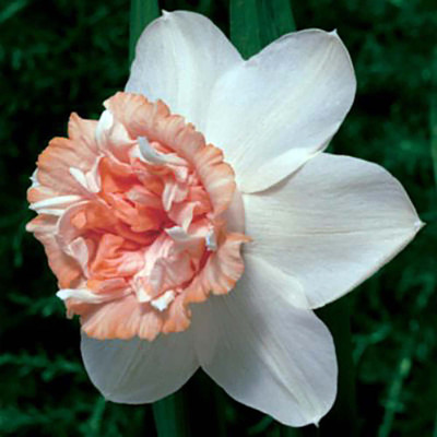 Rosy Cloud Double Daffodil 8 Bulbs - 14/16 cm Bulbs