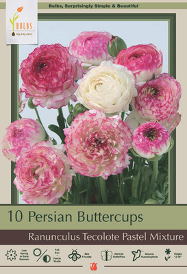 Pastel Mix Persian Buttercups Ranunculus 10 Bulbs - 6/7 cm Bulbs