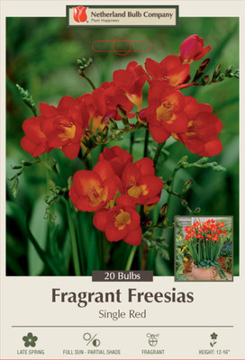 Red Single Freesia 20 Bulbs - Fragrant - 6/+ cm Bulbs