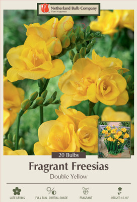 Double Yellow Freesia - 20 Bulbs - Pure Yellow - 6/+ cm Bulbs