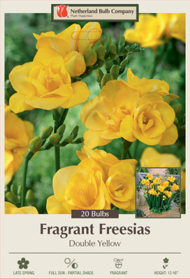 Double Yellow Freesia - 20 Bulbs - Pure Yellow - 6/+ cm Bulbs