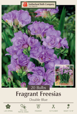 Double Blue Freesia - 20 Bulbs - Crystal Clear Blue - Fragrant - 6/+ cm Bulbs