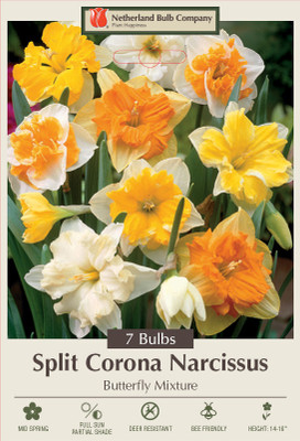 Butterfly Daffodil/Narcissus Mix 7 Bulbs - 14/16 cm Bulbs
