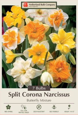 Butterfly Daffodil/Narcissus Mix 7 Bulbs - 14/16 cm Bulbs
