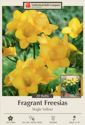 Yellow Single Freesia 20 Bulbs - Fragrant - 6/+ cm Bulbs