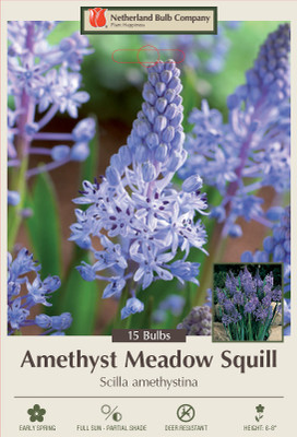 Amethyst Meadow Squill 15 Bulbs - Scilla amethystina - 6/+ cm Bulbs