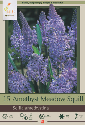 Amethyst Meadow Squill 15 Bulbs - Scilla amethystina - 6/+ cm Bulbs