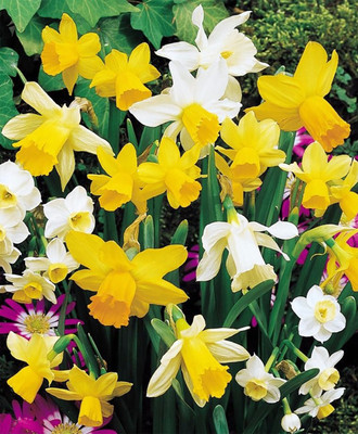 Rockgarden Narcissus Mix - 7 Bulbs - 12/14 cm Bulbs