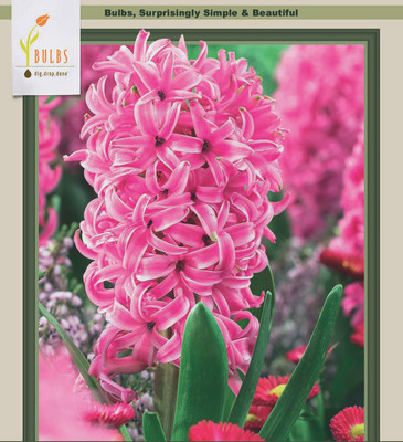 Pink Pearl Hyacinth 5 Bulbs - Fragrant - 15/16 cm Bulbs