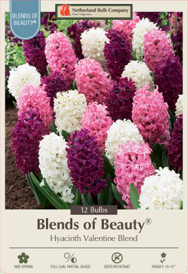 Valentine Mix Hyacinth 12 Bulbs - Super Value - Fragrant - 15/16 cm Bulbs