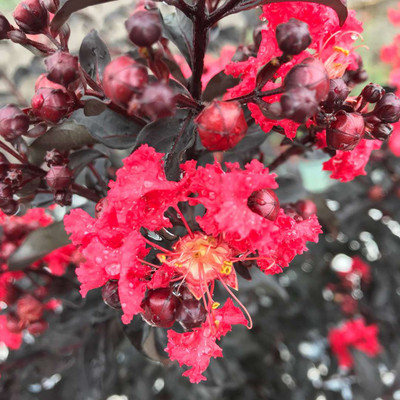 CENTER STAGE® Red Crapemyrtle - Lagerstroemia indica - Proven Winners - 4" Pot