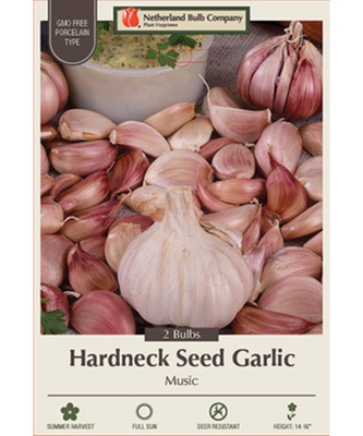 Music Hardneck Garlic - 2 Jumbo Bulbs