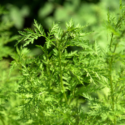 Sweet Annie Wormwood - Artemisia - 50 Seeds