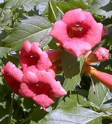 Flamenco Trumpet Vine  - Campsis - 2.5" Pot