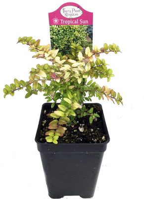 Serissa Japonica Cherry Blossom Pink Flowering Plant For Bonsai