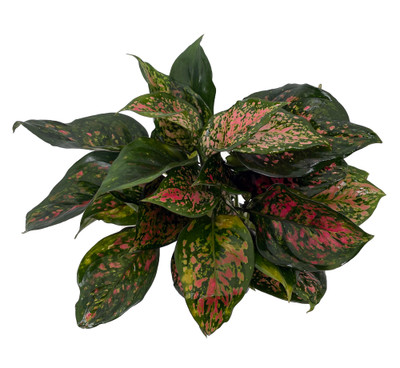 Red Valentine Chinese Evergreen Plant - Aglaonema - Grows in Dim Light - 4" Pot