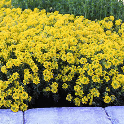 Golden Springs Alyssum wulfenianum - Hardy Perennial - Quart Pot